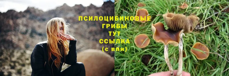 купить закладку  Михайловск  Псилоцибиновые грибы Psilocybine cubensis 